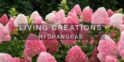 Living Creations® Hydrangea – Beauty that delights all season long