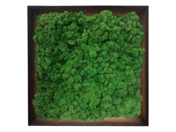 Obraz z mchu chrobotka Moss Green w ramie z drewna 60x60cm