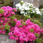 Japanese Azaleas miniaturka