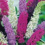 Buddleia miniaturka