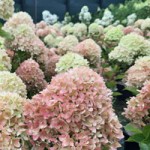 Hydrangeas miniaturka