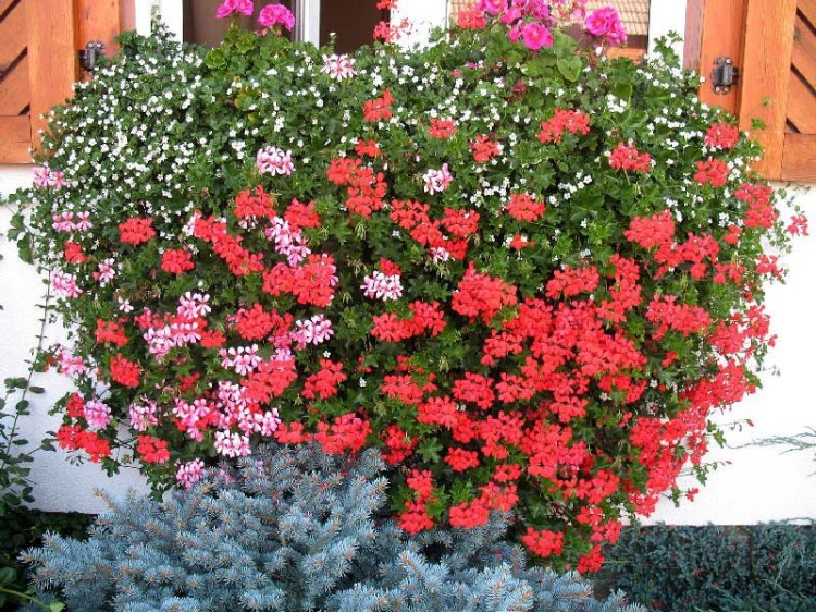 Ziemia do pelargonii 50L