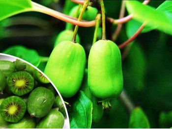 Actinidia 'Issai' MINIATURE KIWI