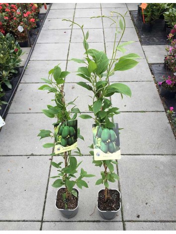 Actinidia 'Issai' MINIATURE KIWI