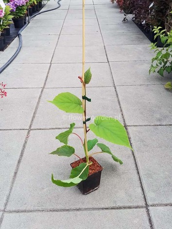 Actinidia (kiwi berry) Solissimo® Renact