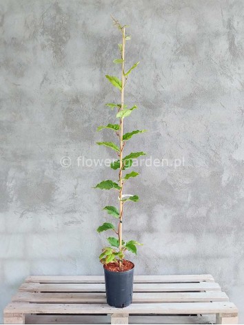 Aktinidia smakowita Solissimo® Renact