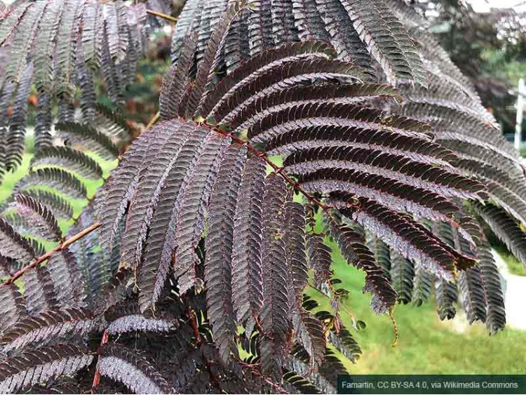 Albicja jedwabista 'Summer Chocolate'