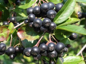 Aronia śliwolistna Viking