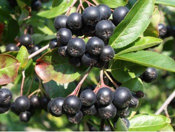 Aronia śliwolistna Viking