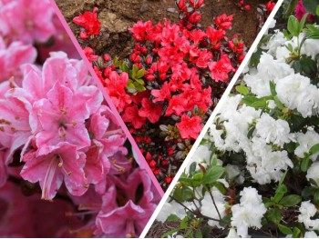 Azalea japonica MIX 2 colours