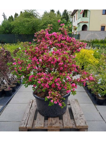 Azalea japonica BABUSCHKA Hachbabu C40 (nr 03)