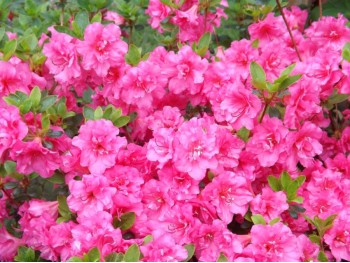 Azalea japonica BABUSCHKA Hachbabu