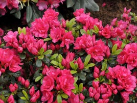 Azalea japonica Canzonetta