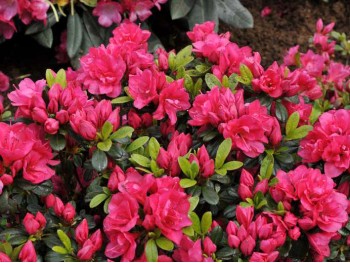 Azalea japonica Canzonetta