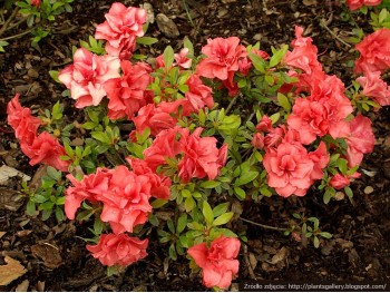 Azalea japonica Cherie