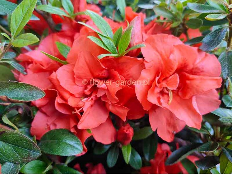 Azalea japonica Cherie