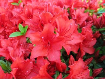 Azalea japonica Estrella