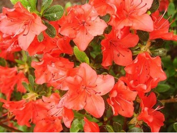 Azalea japonica Geisha Orange