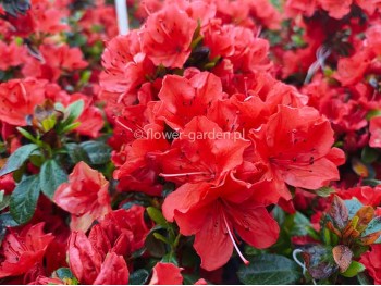 Azalea japonica Geisha Orange