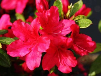 Azalea japonica Georg Arends