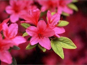 Azalea japonica Gislinde 4 years old C5