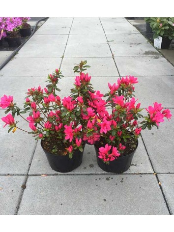 Azalea japonica Gislinde