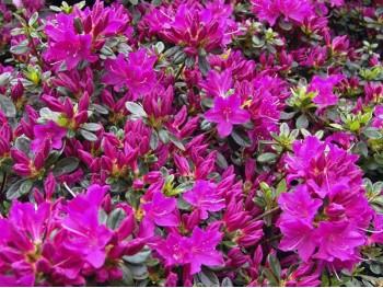 Azalea japonica Hans scholl