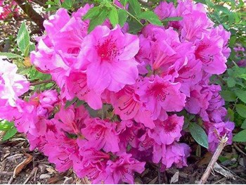 Azalea japonica Herbert