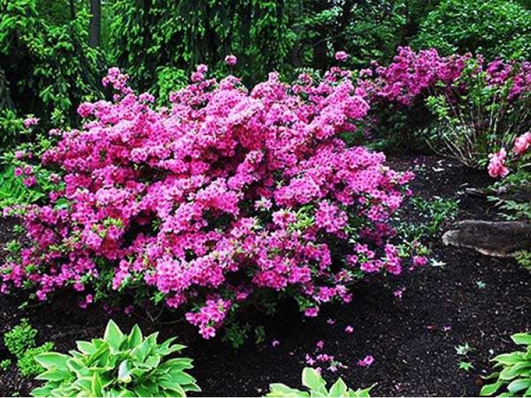 Azalea japonica Herbert