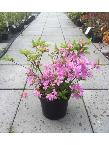 Azalea japonica Herbert