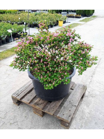 Azalea japonica Kermesina Rose C60 (nr 06)