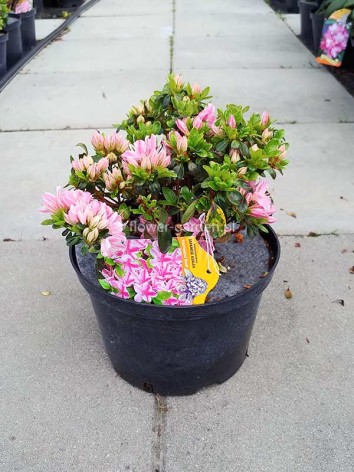 Azalea japonica Kermesina Rose