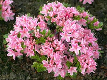 Azalea japonica Kermesina Rose