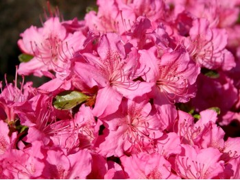 Azalea japonica Kirstin