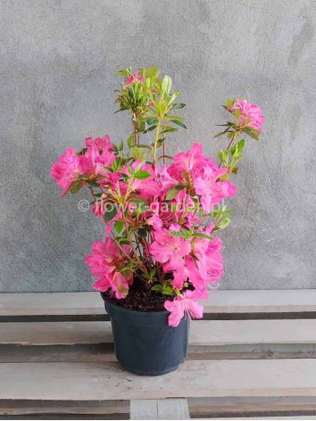 Azalea japonica Kirstin