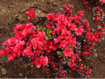 Azalea japonica Maruschka