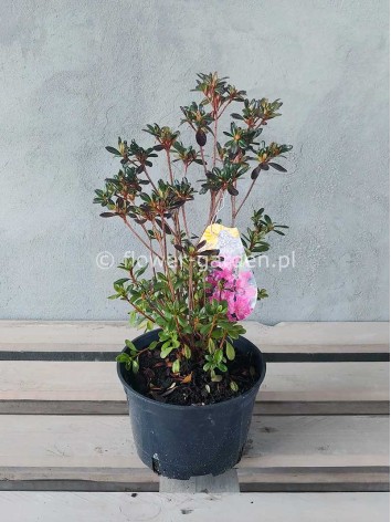 Azalea japonica Purpurtraum