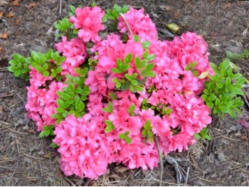 Azalea japonica Rokoko