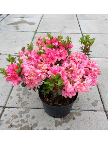 Azalea japonica Rokoko