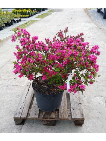 Azalea japonica pink C25 (nr 02)