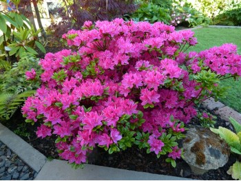 Azalea japonica pink C25 (nr 02)