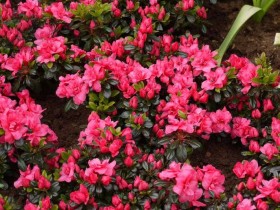 Azalea japonica Rubinetta