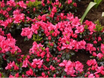 Azalea japonica Rubinetta