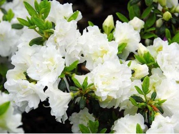 Azalea japonica Schneeperle