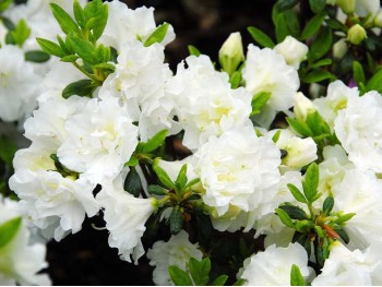 Azalea japonica Schneewittchen