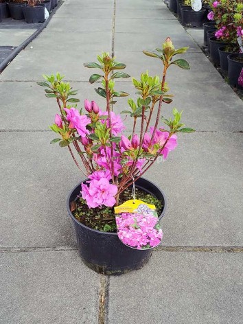 Azalea japonica Thekla