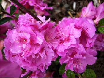 Azalea japonica Thekla