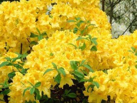 Azalea deciduous Anneke