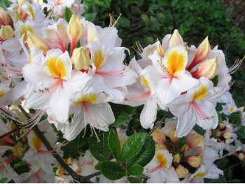 Azalea deciduous Arima