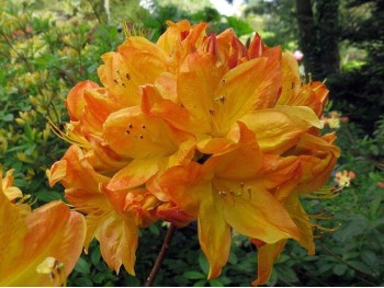 Azalea deciduous Arneson Gem